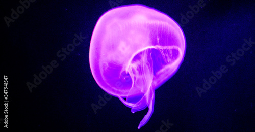 jellyfish in the water © FrancoJavier