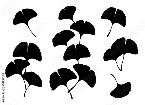 Ginkgo biloba leaves and branches silhouette