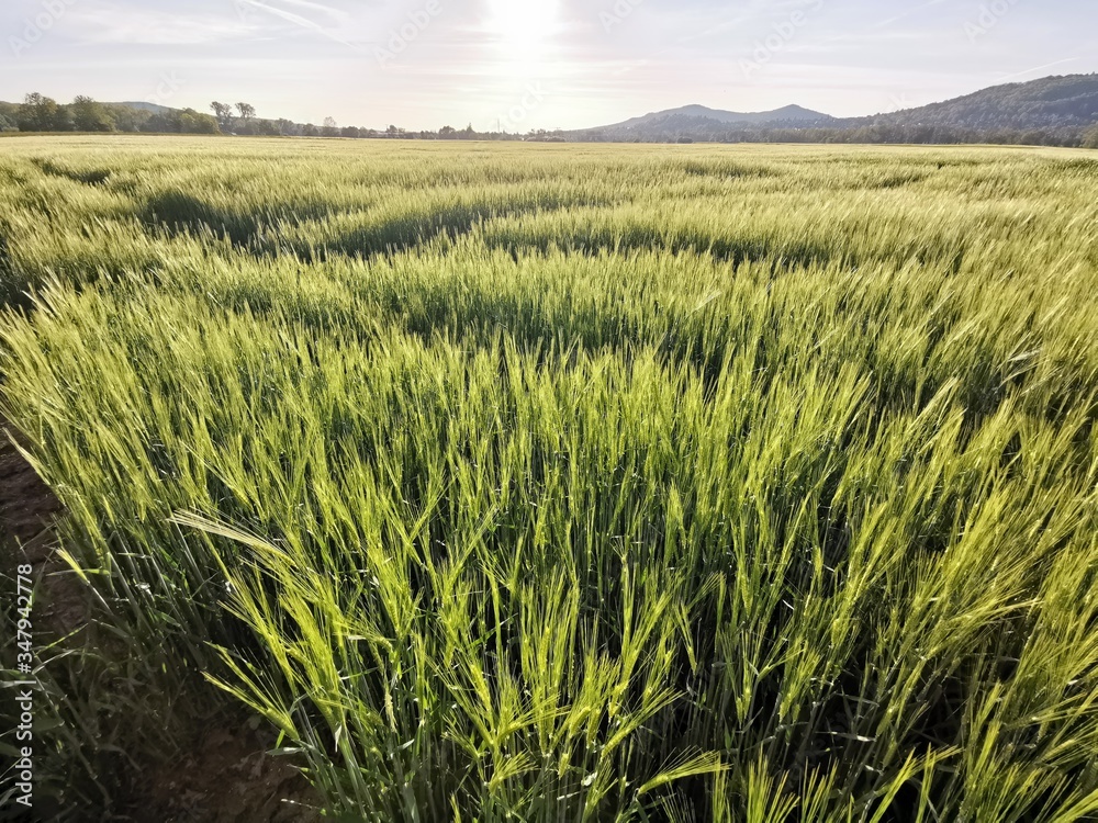 field of wheat field of wheat
