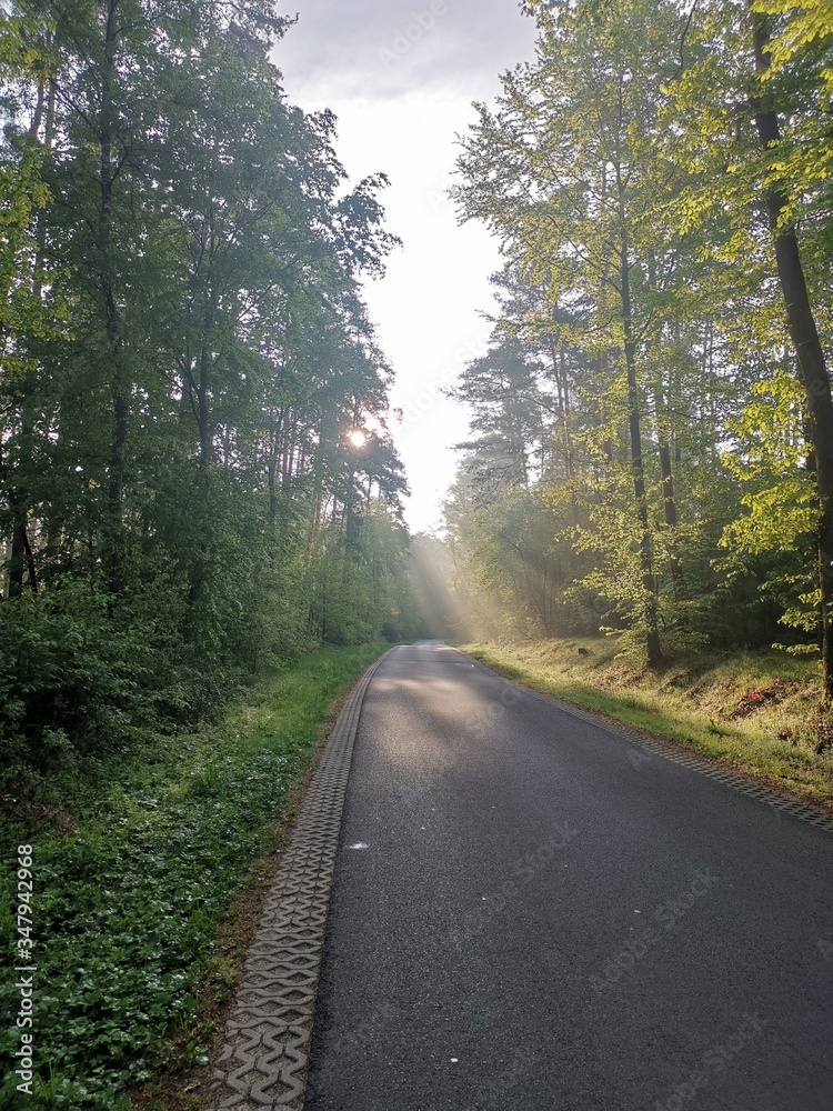 Obraz premium road in the forest