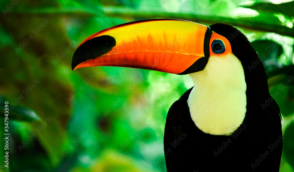 Naklejka premium toucan on a green background