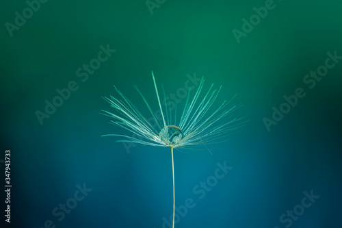 dandelion seed head with drop of water