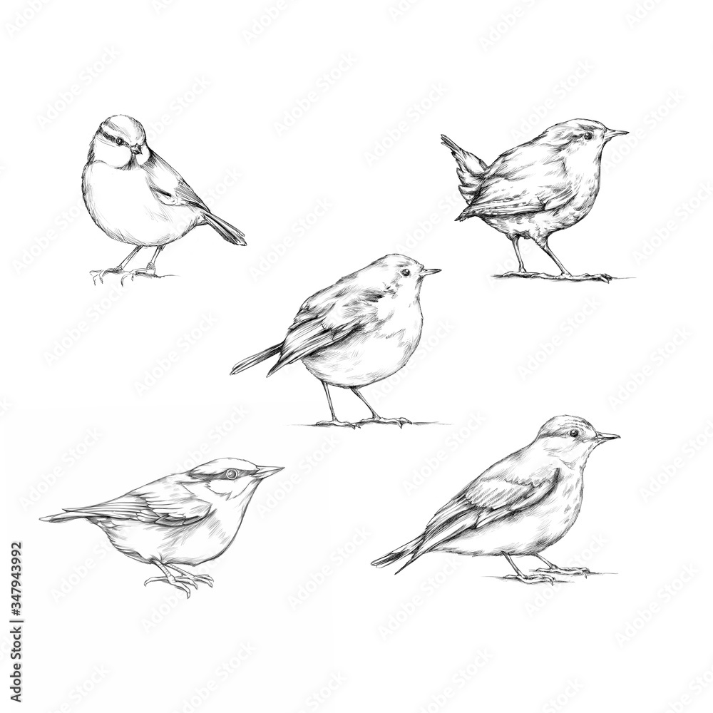 Fototapeta premium Verschiedene Vogelarten