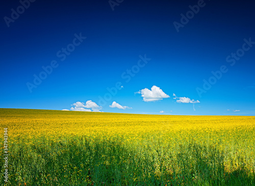 Field of rapeseed in spring