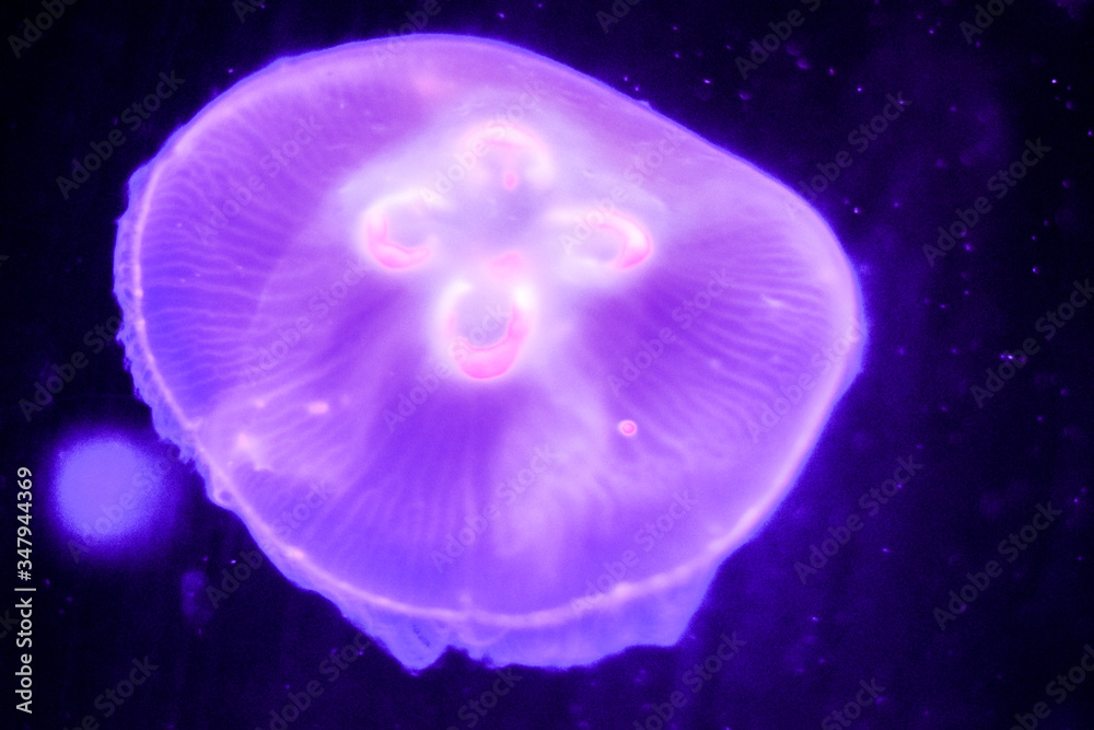 jellyfish in the water jellyfish in the water