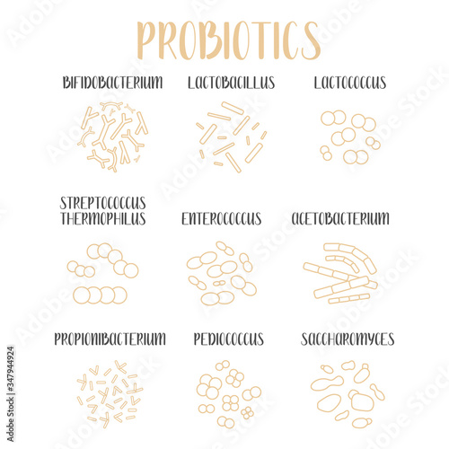 Probiotics. Lactic acid bacteria. Good bacteria and microorganisms for gut and intestinal flora health. Microbiome. Bifidobacterium, lactobacillus,  lactococcus, thermophilus streptococcus. Vector set