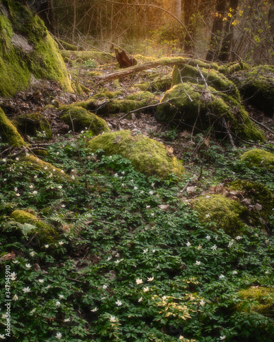 Mossy trees and evening light coming in from behind the forest, wood anemone on the ground