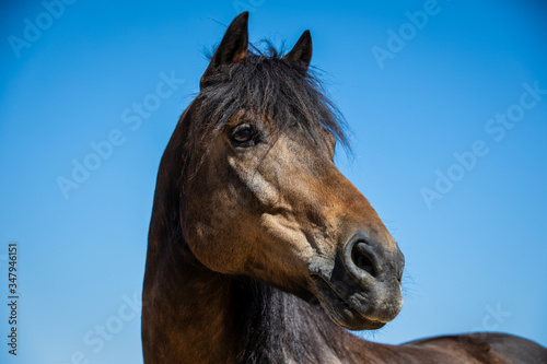 Ein schönes Connemara Pferd © Andreas Wedel 