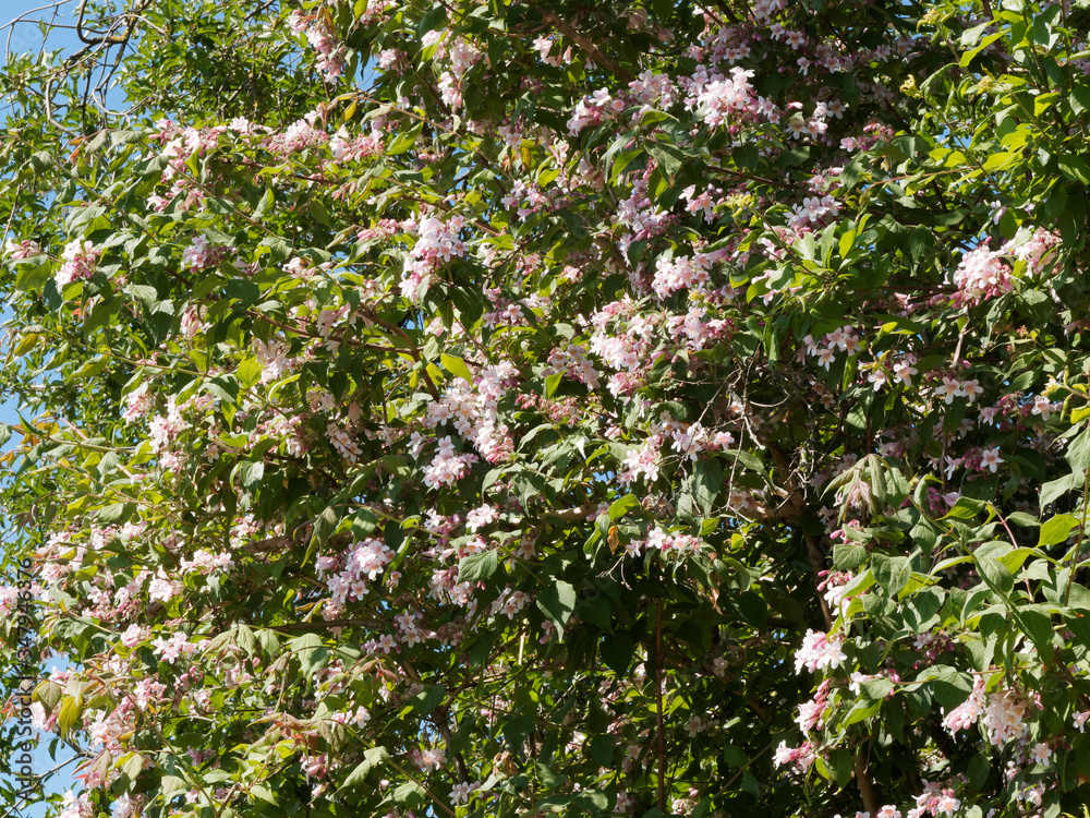 Kolkwitzia amabilis | Kolkwitzie oder Perlmuttstrauch als Zierstrauch mit dekorativen Frühlingsblüte in Parks und Gärten Kolkwitzia amabilis | Kolkwitzie oder Perlmuttstrauch als Zierstrauch mit dekorativen Frühlingsblüte in Parks und Gärten