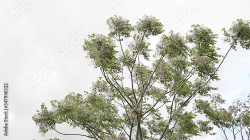 tree branches moving by the wind