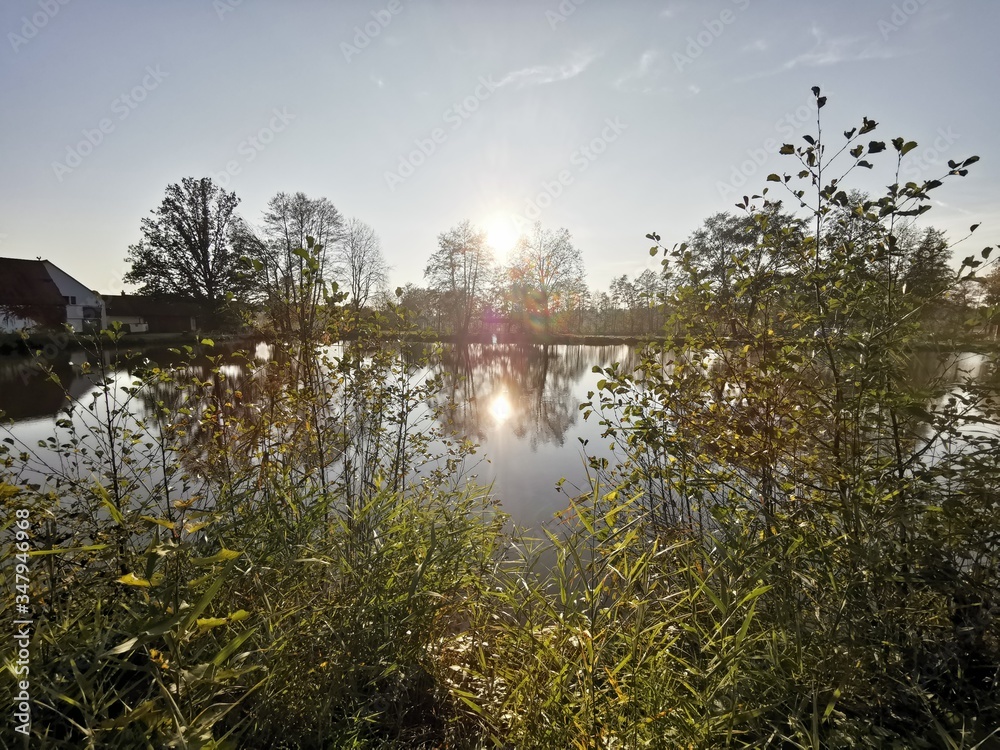 Obraz premium reflection of trees in water