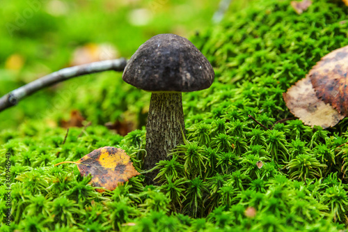 Edible small mushroom with brown cap Penny Bun in moss autumn forest background. Fungus in the natural environment. Big mushroom macro close up. Inspirational natural summer or fall landscape.