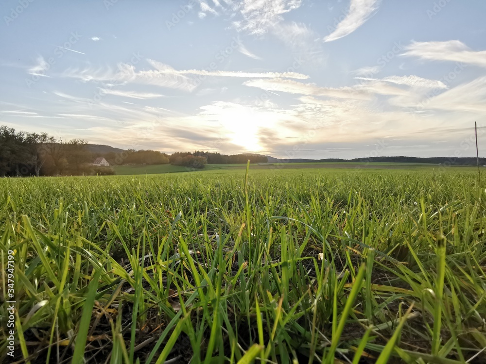 field of corn field of corn