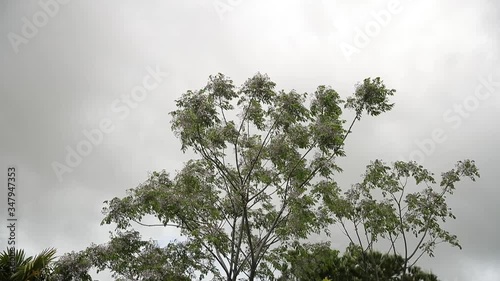 tree branches moving by the wind