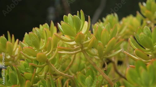 green grass with water drops