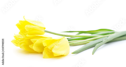 Beautiful yellow tulips.