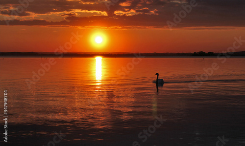 White swan on the sea in summer sunset © Sviatlana