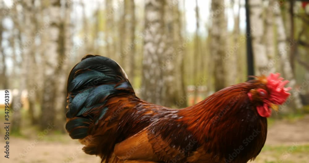 Rooster and Chickens. Free Range Cock and Hens.