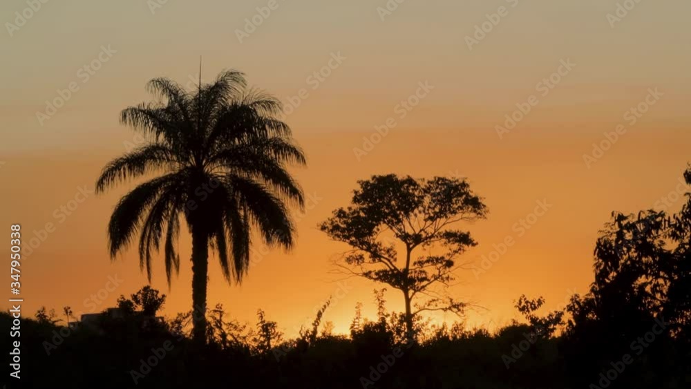 coconut tree and some trees at sunset, Itu, Sao Paulo, Brazil coconut tree and some trees at sunset, Itu, Sao Paulo, Brazil