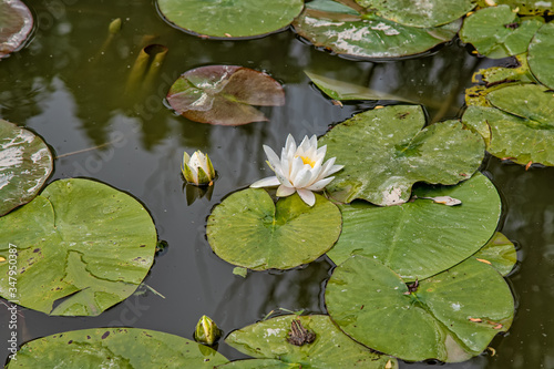 Leaves of the water lily. Lotus flower lily pad pond