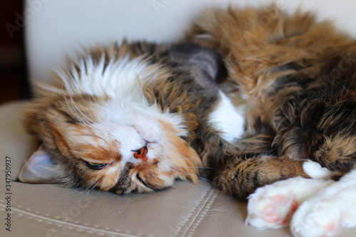 Fototapeta Naklejka Na Ścianę i Meble -  A beautiful multicolored domestic cat is sleeping on the sofa. Favorite Pets