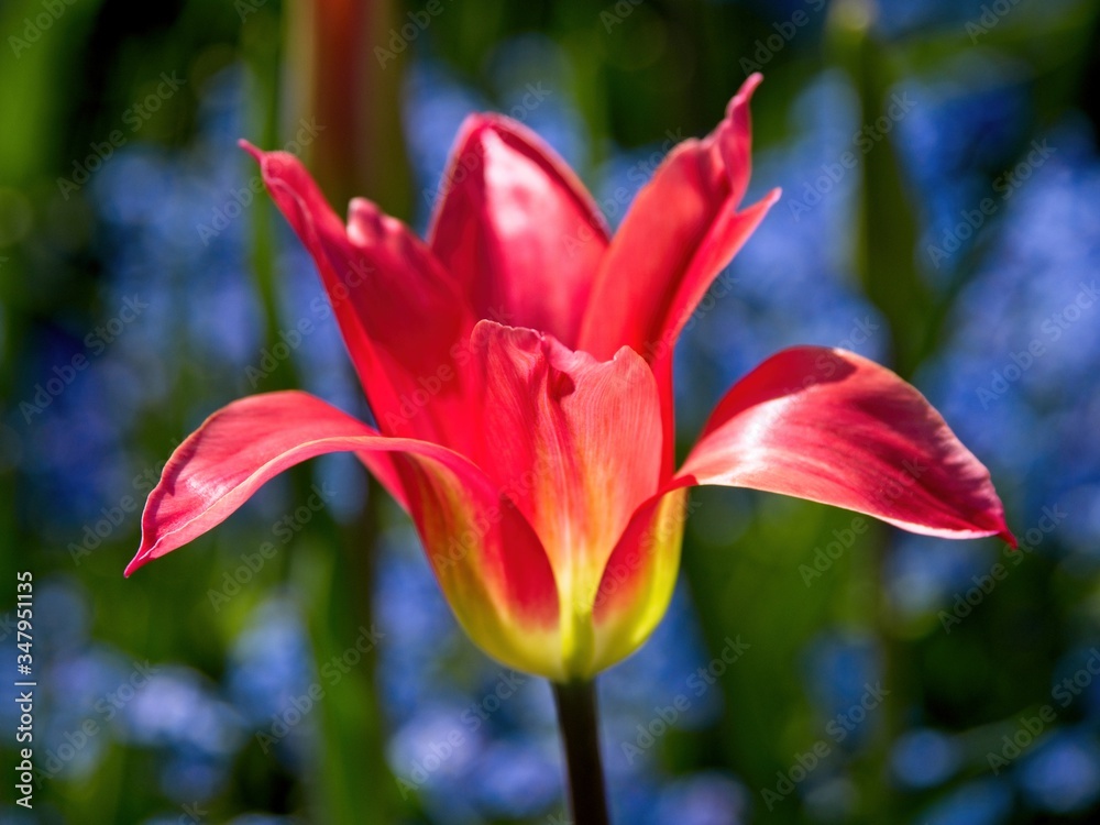 Lush garden blooming in the spring with colorful tulips on the flower beds Lush garden blooming in the spring with colorful tulips on the flower beds