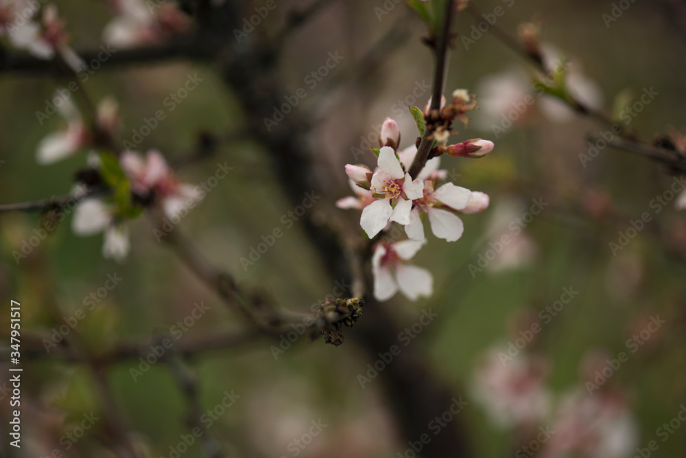 Pink blossom Pink blossom