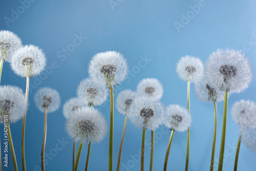 White dandelions on blue background. Summer  nature background.