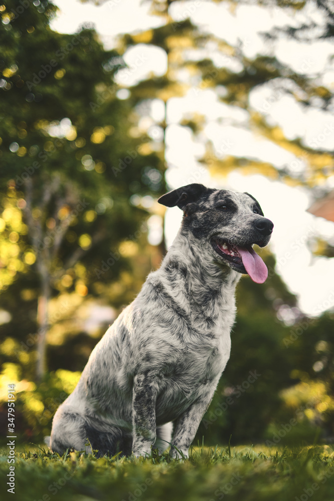 Portrait of Australian happy dog in the park Portrait of Australian happy dog in the park