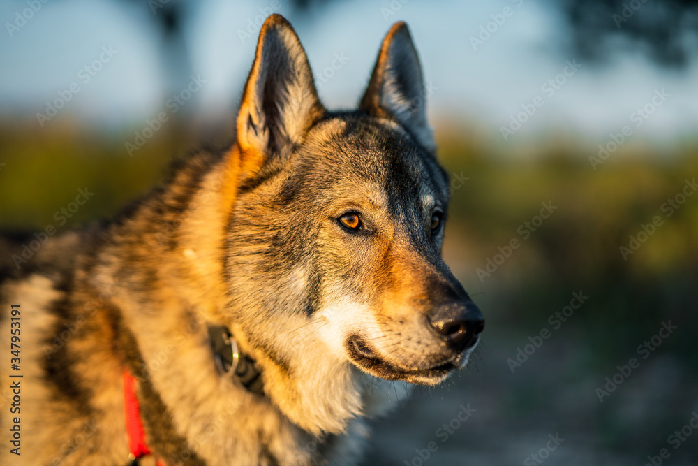 Adorable alert wolfdog with leash looking away while standing on green field in sunny summer day Adorable alert wolfdog with leash looking away while standing on green field in sunny summer day