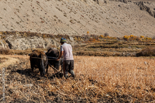 Nepalese man plows his field with bulls. Kagbeni Village in Lower Mustang. Nepal photo