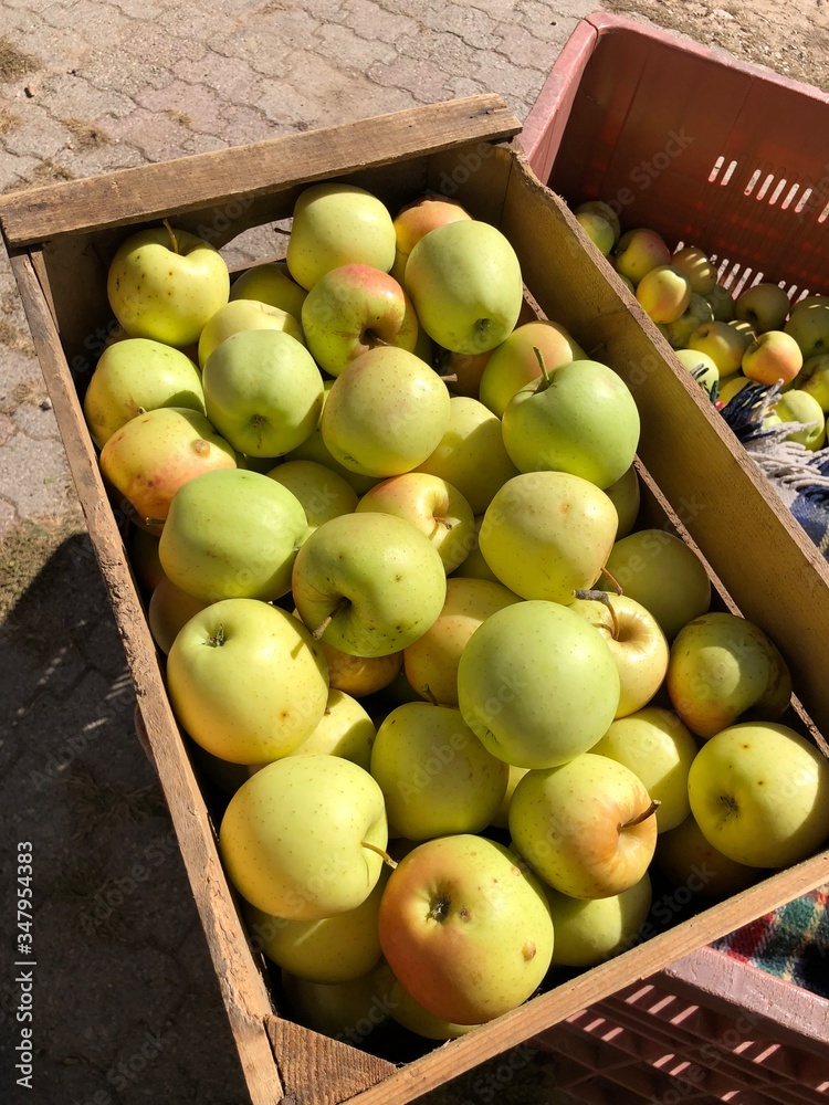 mela mele frutta bracciante raccoltamele agricoltura agricoltore mela mele frutta bracciante raccoltamele agricoltura agricoltore