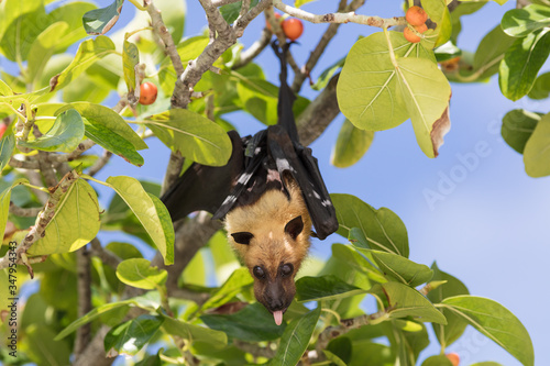 All inclusive, Animal, Atoll, Bat funny, Bat hanging, Bat man, Bats, Beach, COVID-19, Covid, Honeymoon, Iru Fushi, Maldives, Pandemic, Paradise, Sea, Sun Siyam, White sand, upside down bat photo