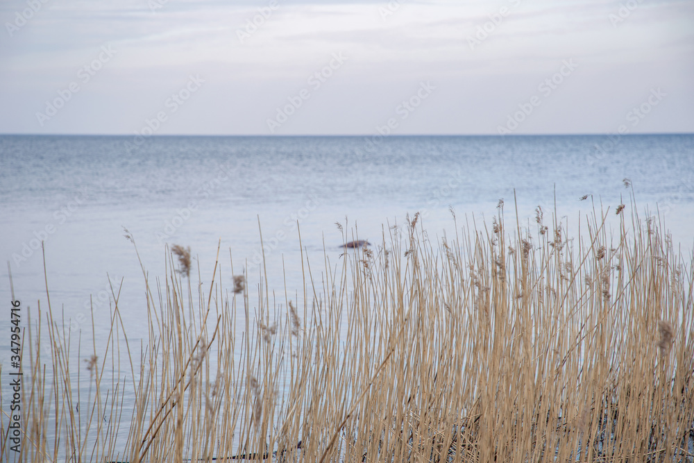 Shore with reeds. The coast of Ladsky lake. Leningrad region of Russia