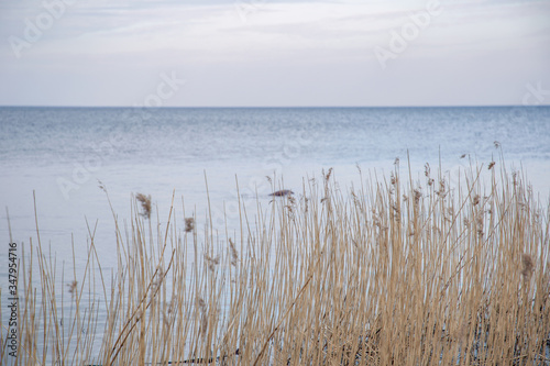 Shore with reeds. The coast of Ladsky lake. Leningrad region of Russia