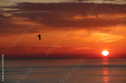 - Seagulls flys to start the day. - While the sun is rising. Red Sky