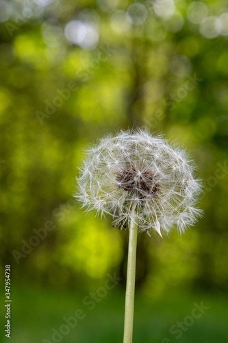 A picture of fluffy dandelions.    Vancouver  BC  Canada    