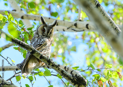 a barn owl sits on a birch branch, among the leaves. Concept - protection of rare animals