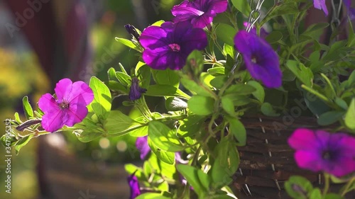 flowers in hanging pots in a gazebo on a bright Sunny spring background swaying in the wind