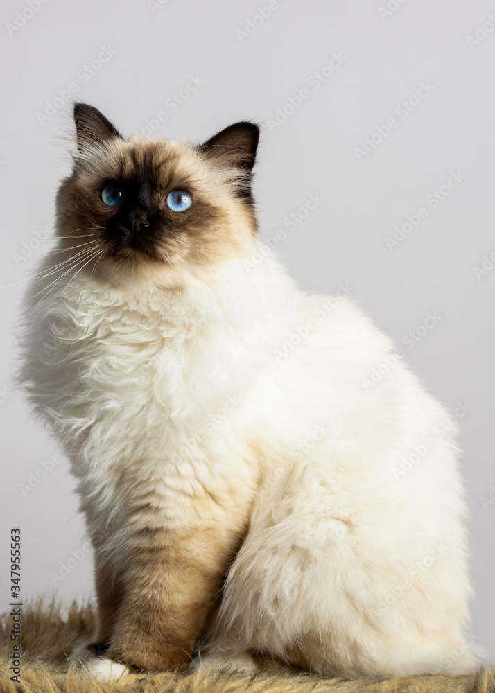 birman cat on white background