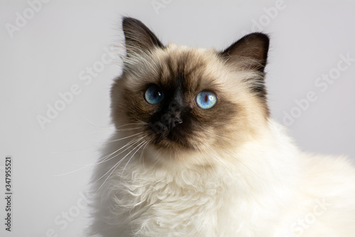 portrait of a white birman cat