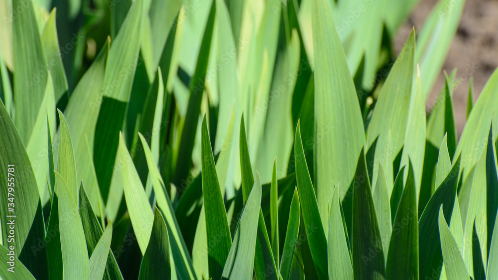 Obraz premium Dense leaves of irises are lit by the sun. Concept - Green Background