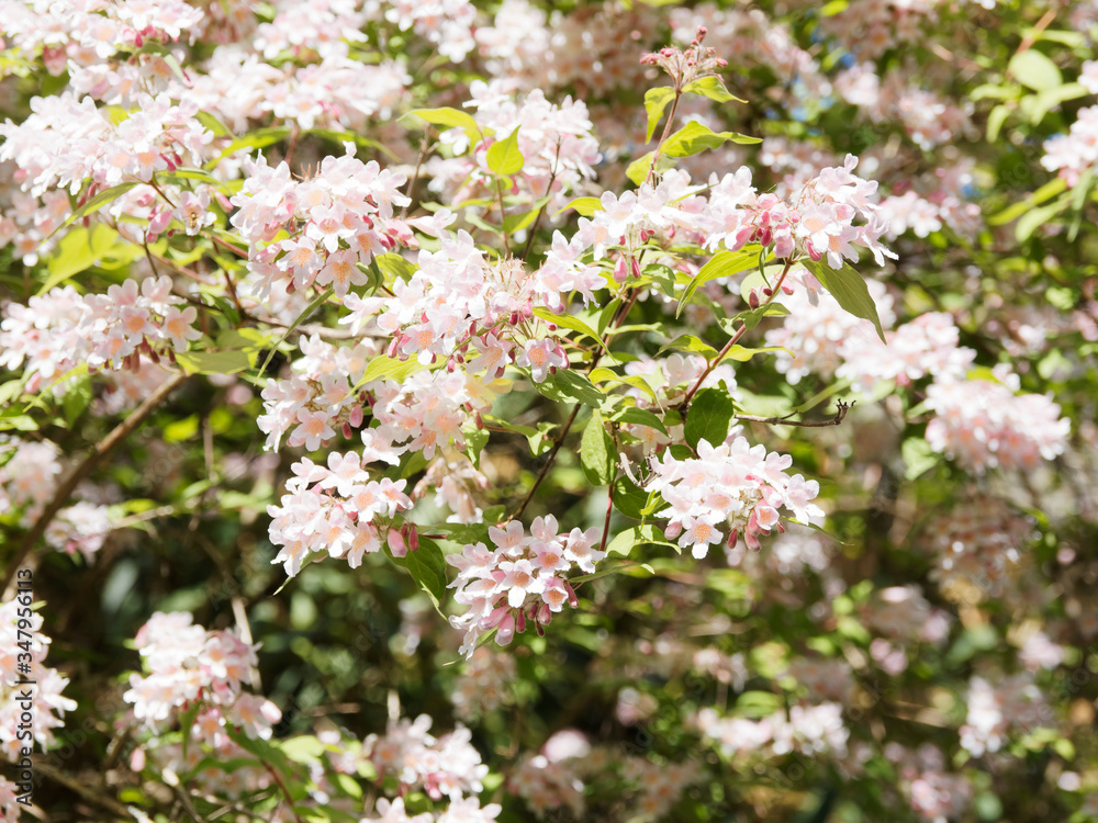 Kolkwitzia amabilis | Kolkwitzie-Perlmutt-Strauch. Wunderschöne Blütenkleid zu einem echten Schmuckstück des Garten