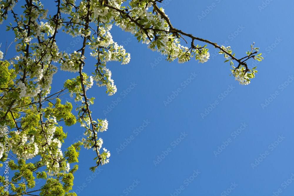 Fototapeta premium Bird Cherry Tree in Blossom. View of blooming Sweet Bird-Cherry Tree in Spring