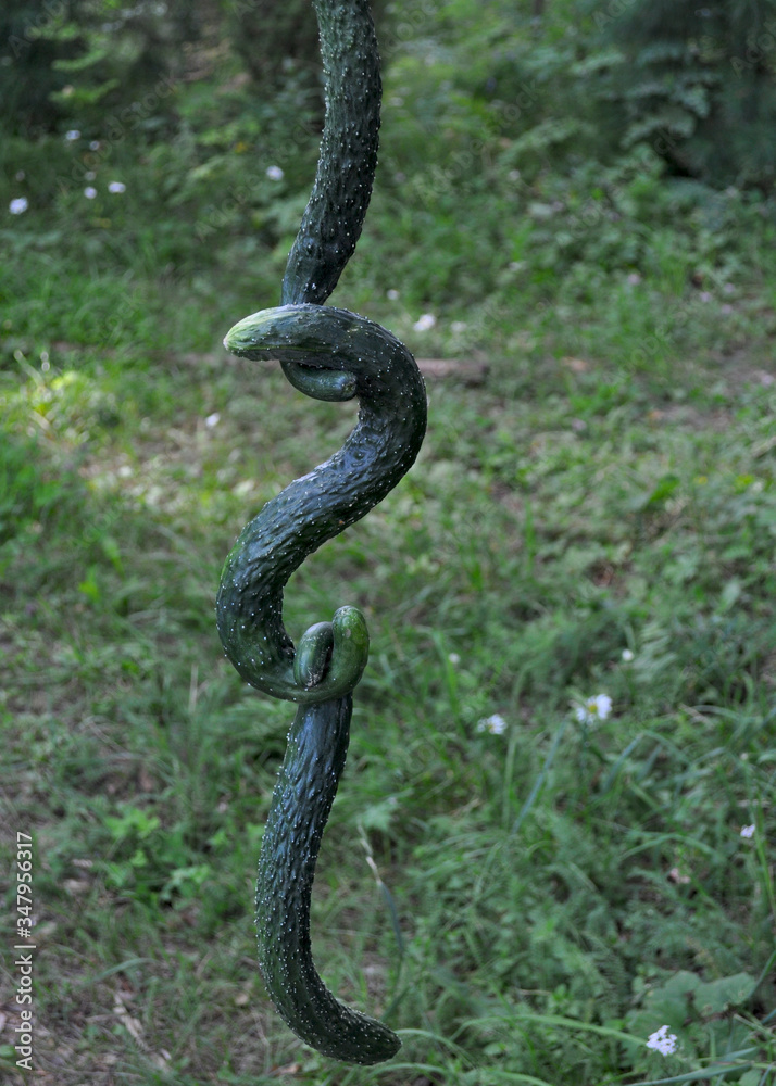Fototapeta premium Freshly picked young green and crooked cucumbers 