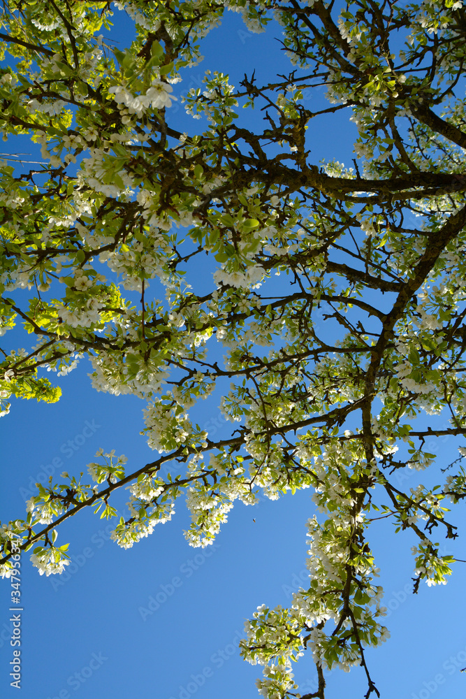 Bird Cherry Tree in Blossom. View of blooming Sweet Bird-Cherry Tree in Spring Bird Cherry Tree in Blossom. View of blooming Sweet Bird-Cherry Tree in Spring