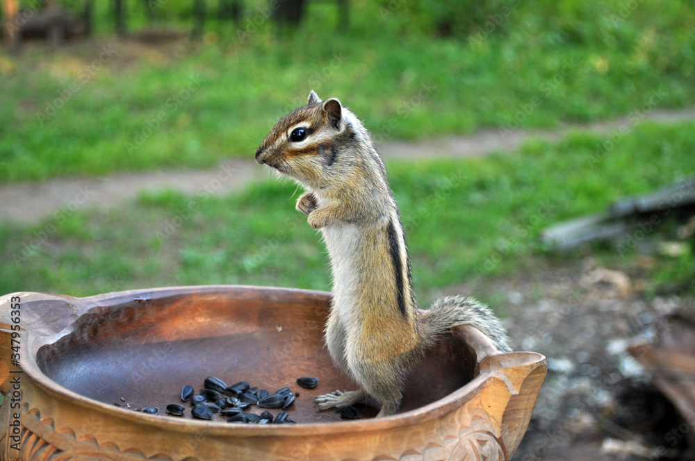 Fototapeta premium Wild chipmunk eats sunflower seeds
