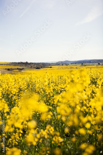 Beautiful bright landscape of large field with yellow rapeseed flowers in summer day in countryside with hills in background photo