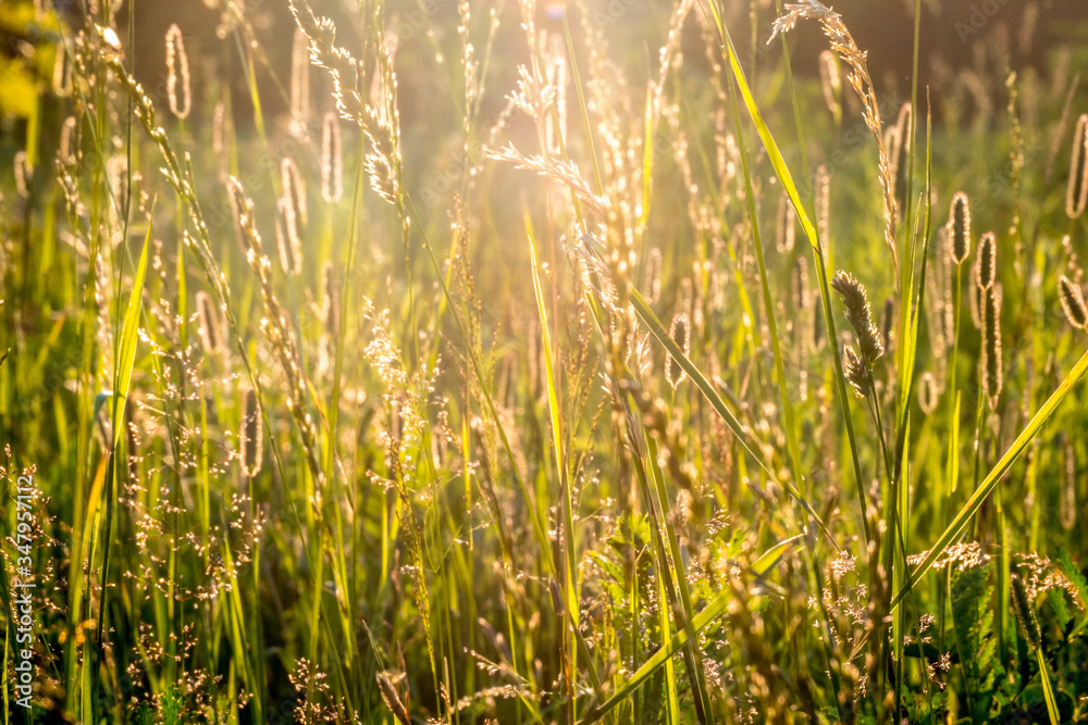 Sun rays at sunset through the grass and flowers in the field. grass field with sunny background. Russia, Vladimir