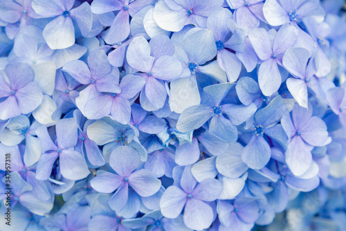 close up of a lilac hydrangea © Silmara Pawluzyk sm